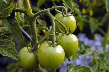 grüne Tomaten