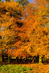 Autumn