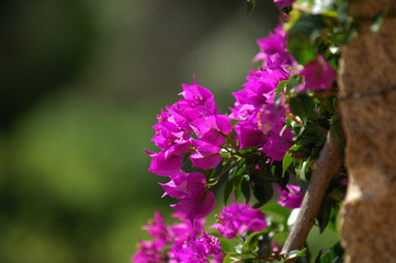 Obraz premium Bougainvillea