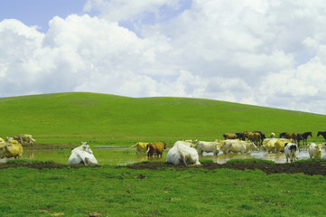 mandria