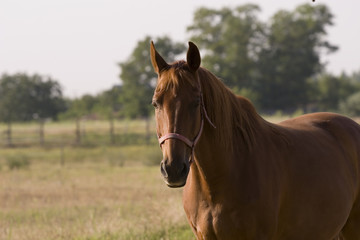 Fototapeta premium Horse