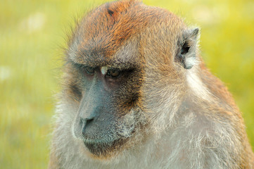 Affe