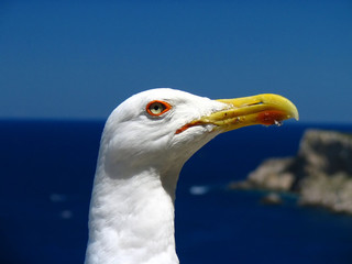 seagull