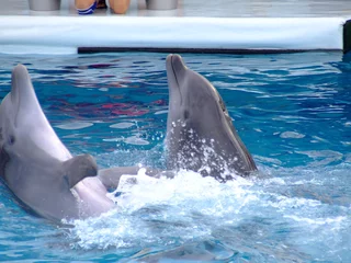 Muurstickers dolfijnen © domyre