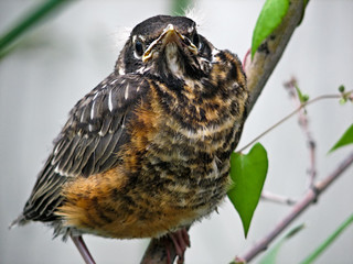 Young American Robin