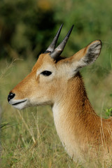 Puku antelope (Kobus vardonii)