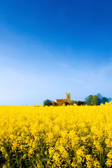 St Gilberts, Semperingham church across yellow rape field flowers with blue sky