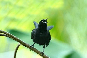 An angry blackbird