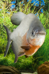 Large Paku fish in the aquarium