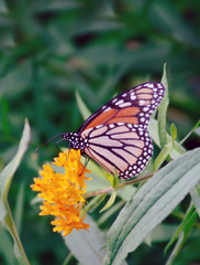 Fototapeta na wymiar Monarch butterfly on a wildflower in the country.
