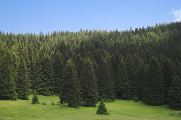 forest