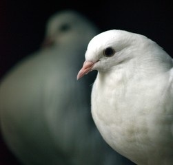 doves