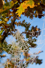 Winter web