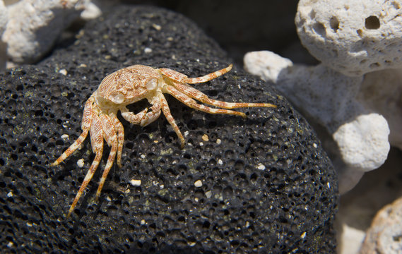 Hawaiian Crab Baked By Sun On Kona Island Volcanic Rocks