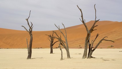 Fototapeta na wymiar Arbres morts - Namibie - Deadvlei