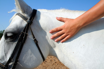 cheval gris