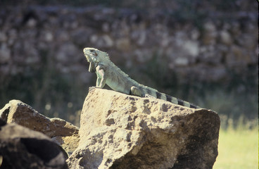 Large iguana in the sun on a rock