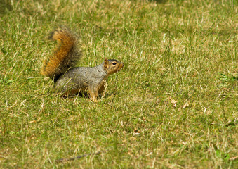 Naklejka na ściany i meble A gray squirrel in the grass looking intently ahead