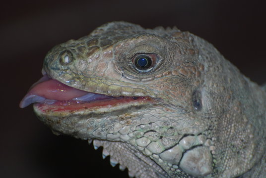 tir&eacute; la langue