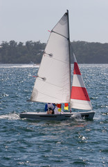Fototapeta premium A small sail boat on Sydney Harbour