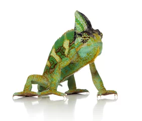Papier Peint photo Lavable Caméléon chameleon