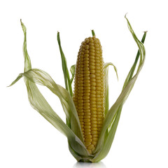 corn cob