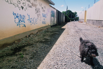 La chienne et les graffitis