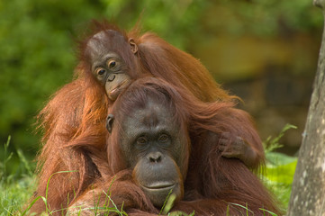 mother orangutan with her cute baby