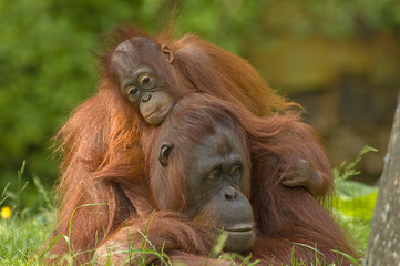 mother orangutan with her cute baby