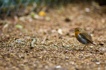 A cute robin redbreast on the forest floor