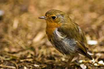 A cute robin redbreast on the forest floor