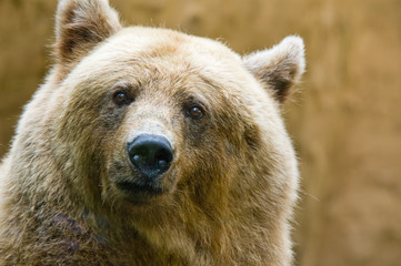 close-up of a big brown bear looking funny at the camera