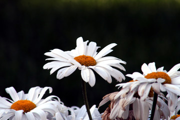 margariten © Lachgeist