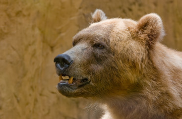close-up of a big brown bear