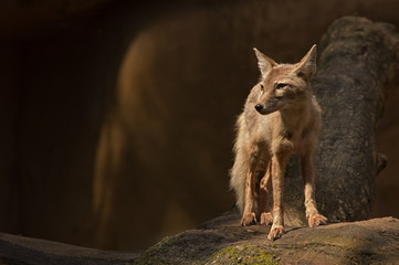 portrait of a beautiful corsac fox
