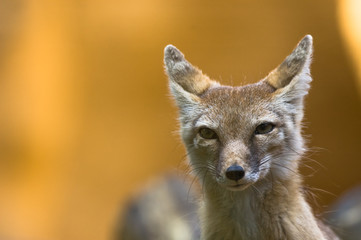 portrait of a beautiful corsac fox