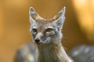 portrait of a beautiful corsac fox