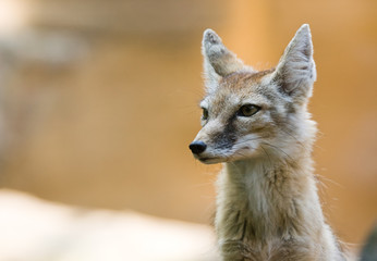 portrait of a beautiful corsac fox