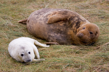 Grey seal and pup