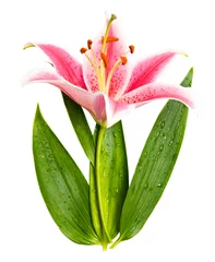 Papier Peint photo Nénuphars Lily flower with green leaves. Isolated on white.