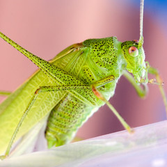 macro d'une sauterelle verte
