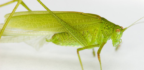 macro d'une sauterelle verte