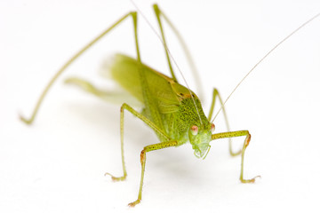 macro d'une sauterelle verte