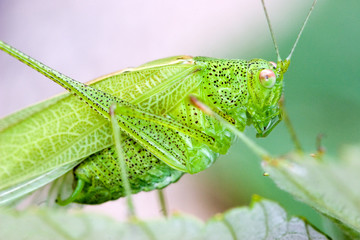 macro d'une sauterelle verte