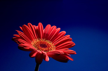 Red Gerbera