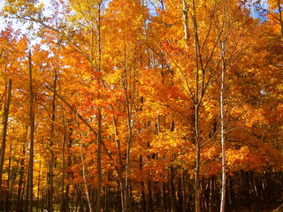 Indian Summer in Canada