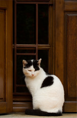 A black and white cat sitting along a window frame