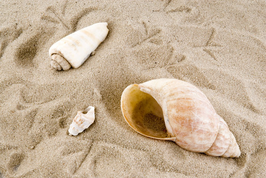 footprints from birds in the sand by the shells