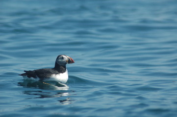 puffin