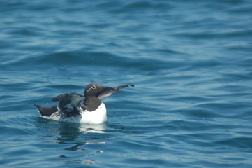 bidled murre